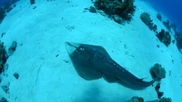 Scuba Diving In Sharm El Sheikh With Reef Oasis Dive Club #scubadiving #travel #adventure