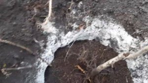 Посадка Грецкого ореха Весной, правильная посадка - walnut from seedling , I plant like this )))