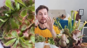 Хищные растения в моей коллекции. Мой уход и наблюдения. Carnivorous plants.