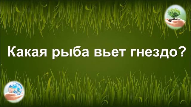 Эко-квиз "Этот удивительный и хрупкий мир"#тулакультура#вирусnet#БУДЬДОМА #ВИРУСNET