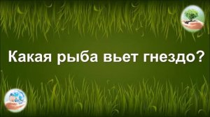 Эко-квиз "Этот удивительный и хрупкий мир"#тулакультура#вирусnet#БУДЬДОМА #ВИРУСNET