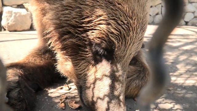 Машка Стёпке нос скривила))) Им - Грецкие "семечки"! Masha Styopka ruined her nose))) Greek "seeds" смотреть онлайн