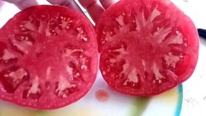 Сорта томатов, Розовый Казани, Долговязая Сали, Американский ребристый.