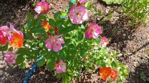 Экладс де Амбре роза