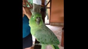 Заразительный смех попугая