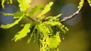 Духовный интернационал. Видео стихи