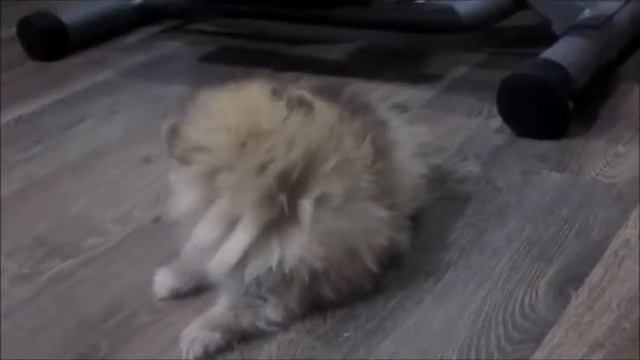 Лапочка шпицуля 2 месяца