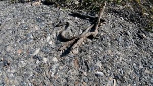 Дагестан. Нашли ГЮРЗУ в Сулакском каньоне.