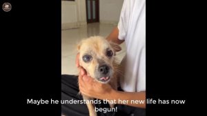 Dog pitiful screams every night makes her neighbors angry and want to chase her away