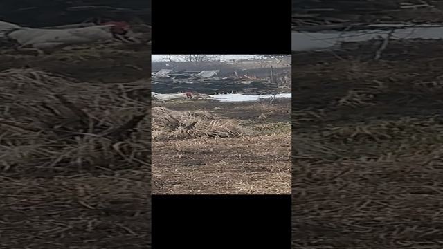Борковская Барвистая