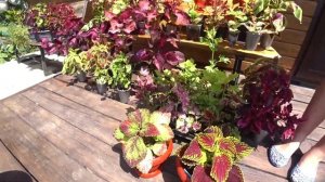 Мои колеусы. Колеусы перед высадкой в грунт. Как сохраняю сорта. Краснодарский край.