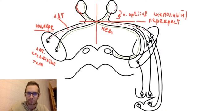 Анатомия зрительного нерва смотреть онлайн