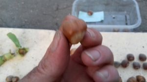 ФУНДУК ПИРОЖОК. Урожай 2020г. Часть 2.