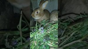 Фацелия*нутрии*кролики*супер корм!!!