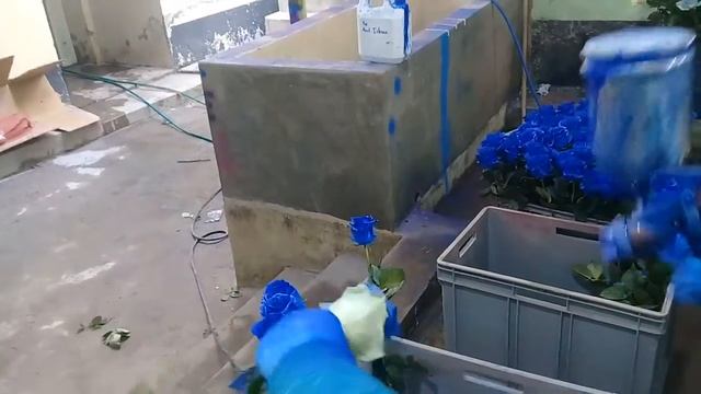 Как красят розы в Эквадоре от плантаций премиум класса