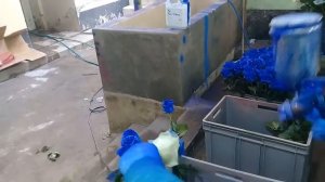 Как красят розы в Эквадоре от плантаций премиум класса