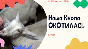 Наша коза Кнопа окотилась