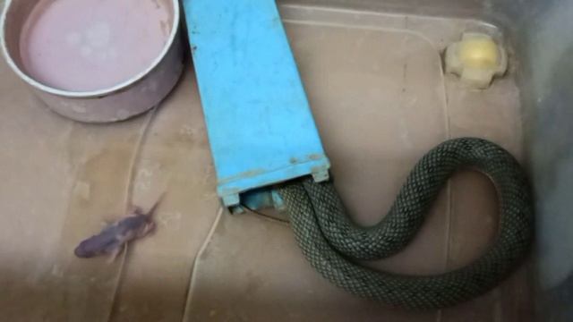 Кормление змеи двумя голышами. смотреть онлайн