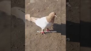 15.03.2019. голуби Афганистане