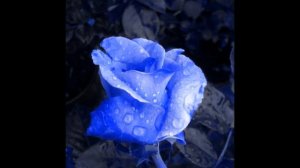 садовый центр вырица.wmv