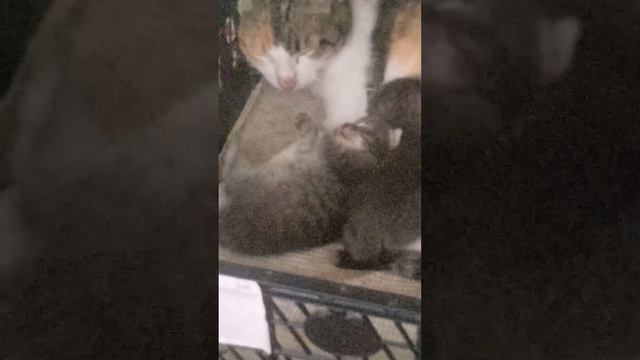 домашние животные #котикиспят#котикисобаки#милыекотята