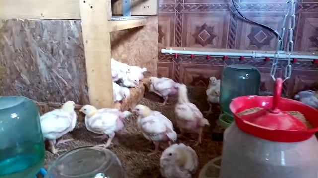 бройлера Смена 8 смотреть онлайн