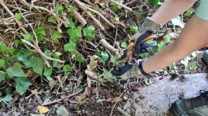 REMOVING IVY HEDGE IN WOODLAND GARDEN PHASE 1