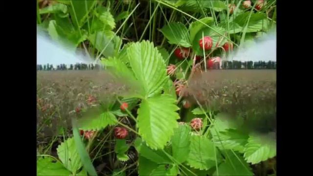...КАМЫШЛА...Самарская область. смотреть онлайн