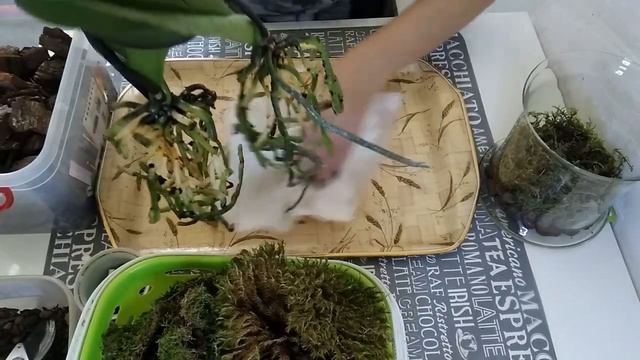 Пересадка уценённых орхидей из Бауцентра смотреть онлайн