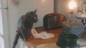 тостер и кот