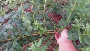 Последствия града на ягоде и как выглядят трёхлетние кусты голубики.