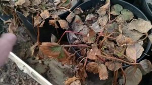 Клубника в вёдрах и горшках -20 без укрытия!!! Как перезимовала?