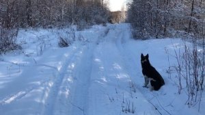 Промысел соболя в Якутии. Урочище Улахан-Алысардах. Часть 1. Заброска.