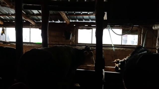 Уй бука БОРДОО. ЫСЫК-КОЛ ОБЛ смотреть онлайн