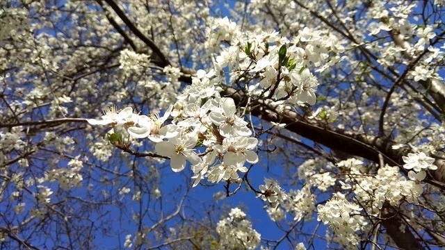 Цветение плодовых деревьев в середине весны смотреть онлайн