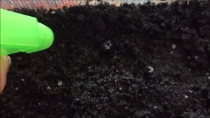 Физалис из семян. Посев, всходы, пикировка.