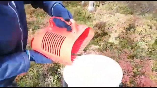 Сбор брусники. смотреть онлайн