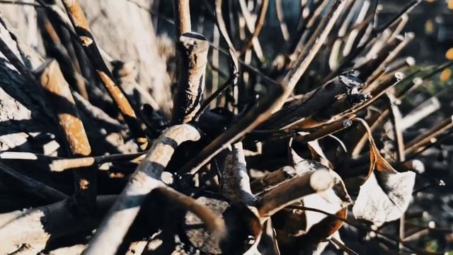 VID 20221114 195207 Сон -то сосед снега весной...1912 (В. Хлебников)...Павел Васильев Лахтинский смотреть онлайн