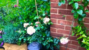 Роза Строберри Хилл. Первый год. Дэвид Остин. David Austin rose Strawberry Hill. Year one.