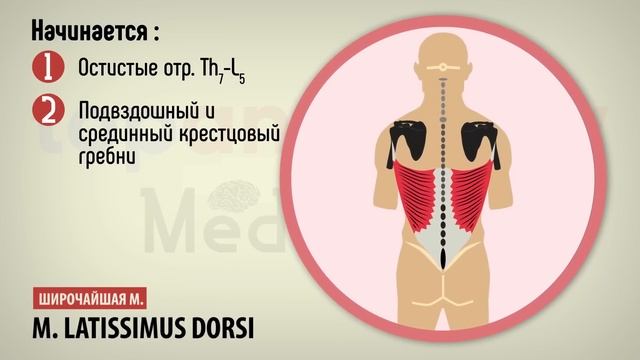 Поверхностные мышцы спины