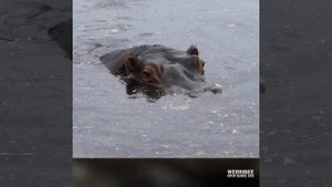 Как бегемоту чистят зубы.