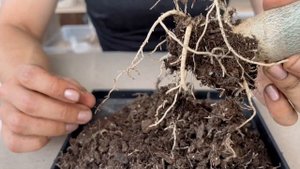 Пересадка Pachypodium DENSIFLORUM (Пахиподиум)
