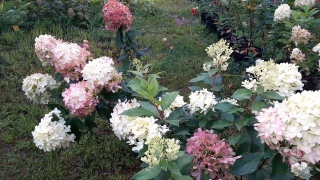 #ЛиттлФреско#ЛиттлФрайз-яркий впечатляющий #компактныйсорт#метельчатаягортензия#Обзор характеристик