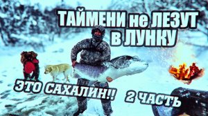 ТАЙМЕНИ ЛЮДОЕДЫ! РЕКА ПРОСТО ЗАБИТА ТАЙМЕНЯМИ! САХАЛИН