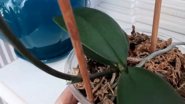 Массовое цветение моих редких орхидеи-бабочек ? смотреть онлайн