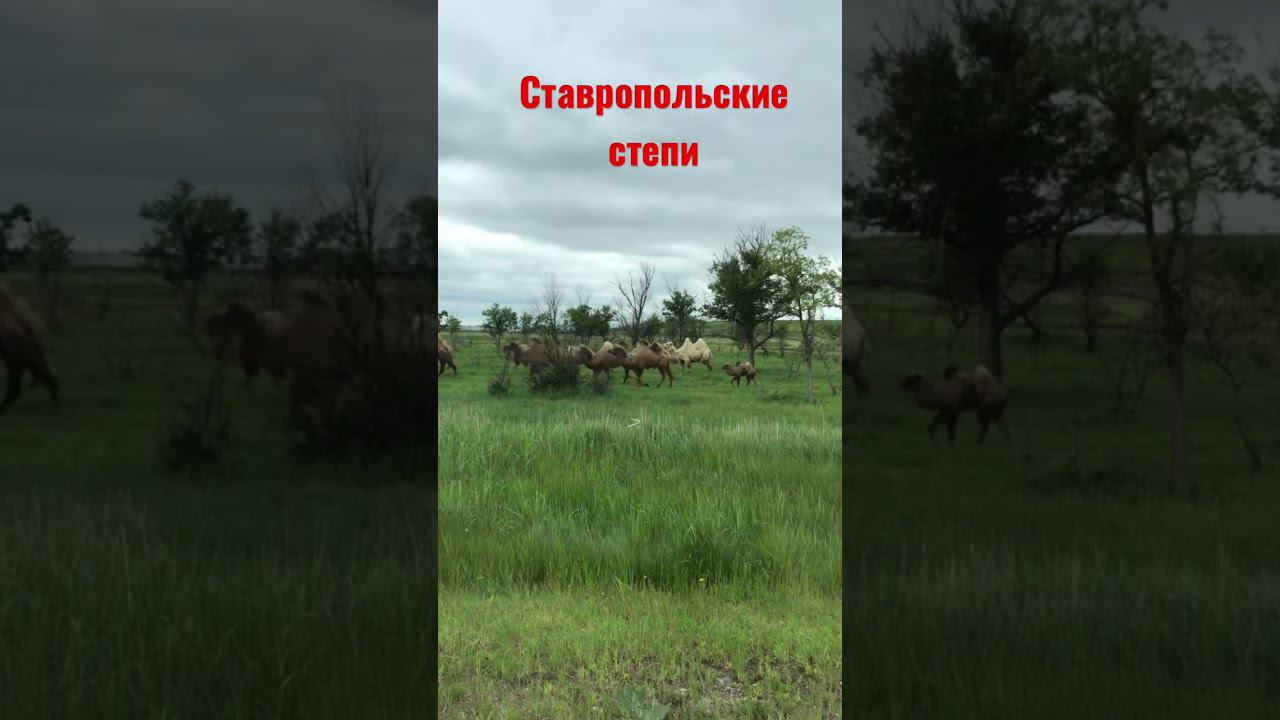 #майскиепраздники  #ставрополь #новости #верблюд #ставропольскийкрай #путешествия #наавто