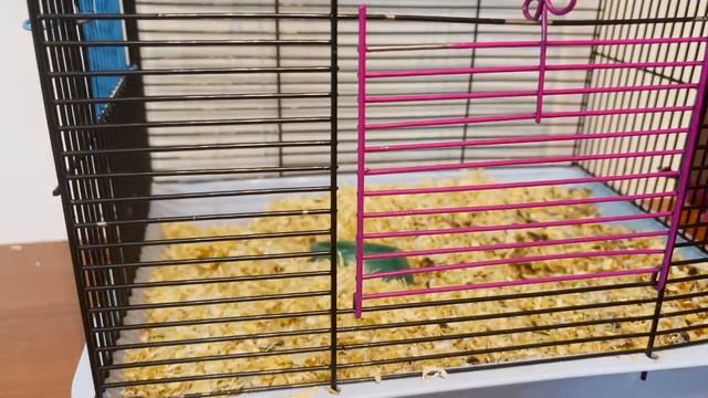 ИГРАЕТСЯ С НИМ, ДУМАЮ ЭТО ОЧЕНЬ ИНТЕРЕСНО смотреть онлайн