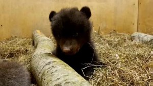 Жизнь новорожденного медвежонка висела на волоске. Но взгляните на него сейчас!