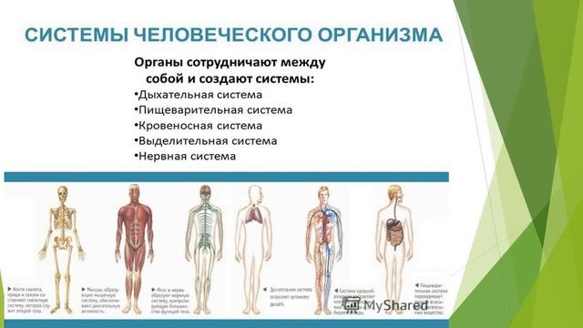 организм человека смотреть онлайн