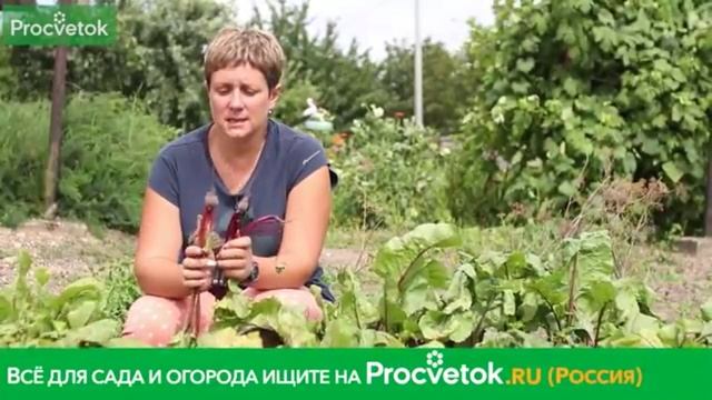 Как правильно сделать второе прореживание свеклы.